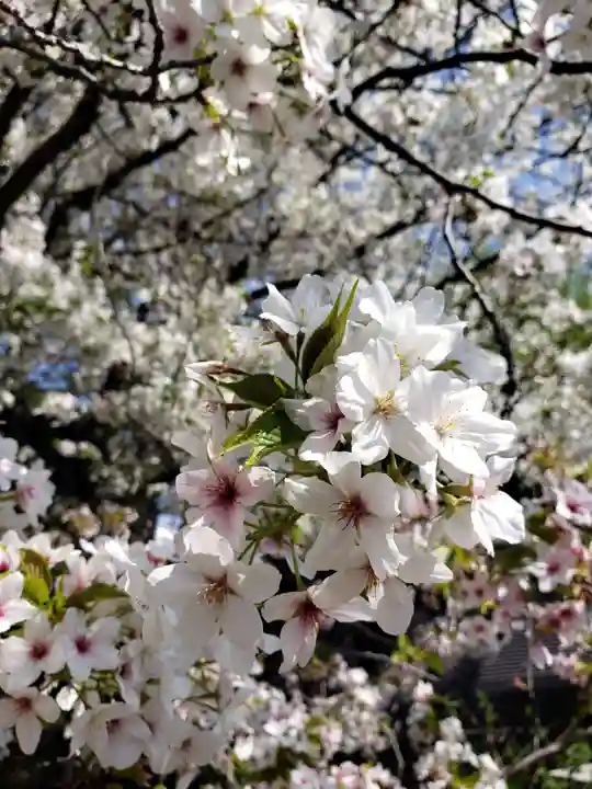 福蔵院(東京都)