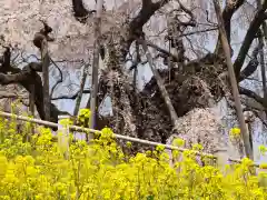 瀧桜神明宮の自然