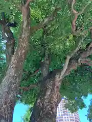 麻布氷川神社(東京都)