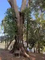春日神社の{uncategorized: "未分類", other: "その他", undefined: "問題あり", building: "その他建物", grave: "お墓", sacred_gate: "鳥居", guardian: "狛犬", statue: "像", buddha: "仏像", history: "歴史", nature: "自然", garden: "庭園", animal: "動物", pagoda: "塔", temizu: "手水舎", mountain_gate: "山門・神門", sanctuary: "本殿・本堂", subordinate: "末社・摂社", art: "芸術", scenery: "景色", jizo: "地蔵", ema: "絵馬", goshuin: "御朱印", omikuji: "おみくじ", items: "授与品その他", amulet: "お守り", goshuincho: "御朱印帳", eats: "食事", festival: "お祭り", votive_dance: "神楽", shichigosan: "七五三参", wedding: "結婚式", experience: "体験その他", initially: "初詣", around: "周辺", anti_infection: "感染症対策"}