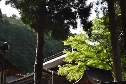 日吉大社の自然