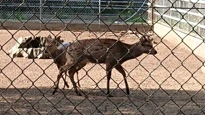 鹿島神宮の動物