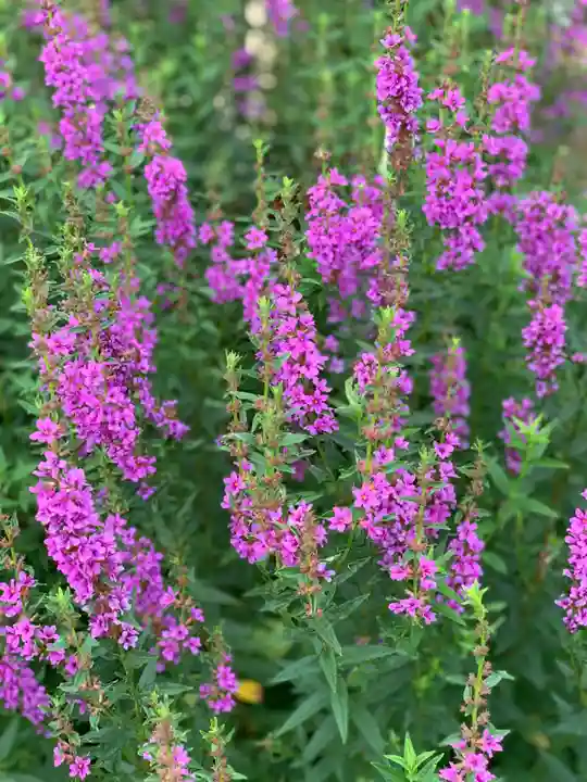 五井山 妙善院(愛知県)