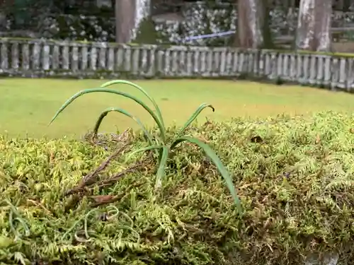 身延山 祖廟拝殿の自然