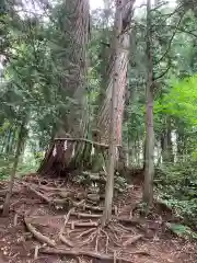 戸隠神社火之御子社の自然