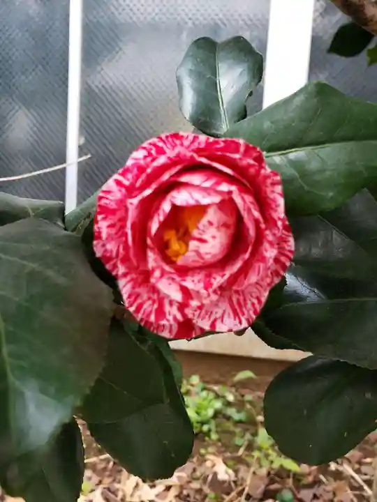 芝大神宮の自然