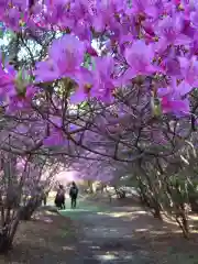 伊奈冨神社の自然