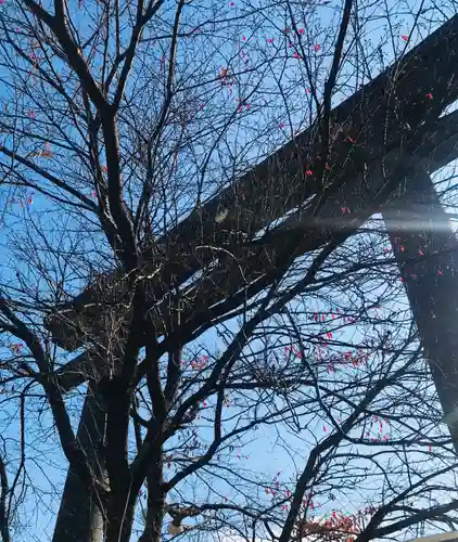 大斎原（熊野本宮大社旧社地）の鳥居