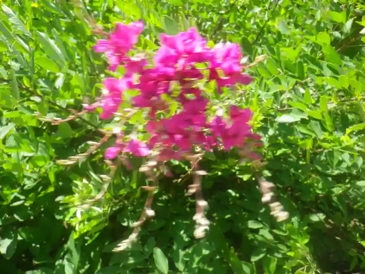 浄光明寺の自然