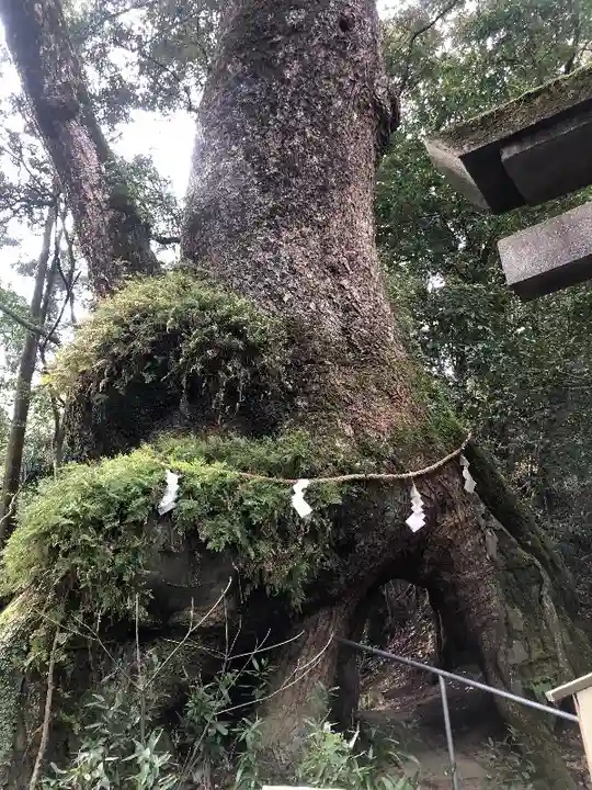 東霧島神社の自然