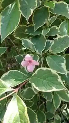蔵前神社(東京都)