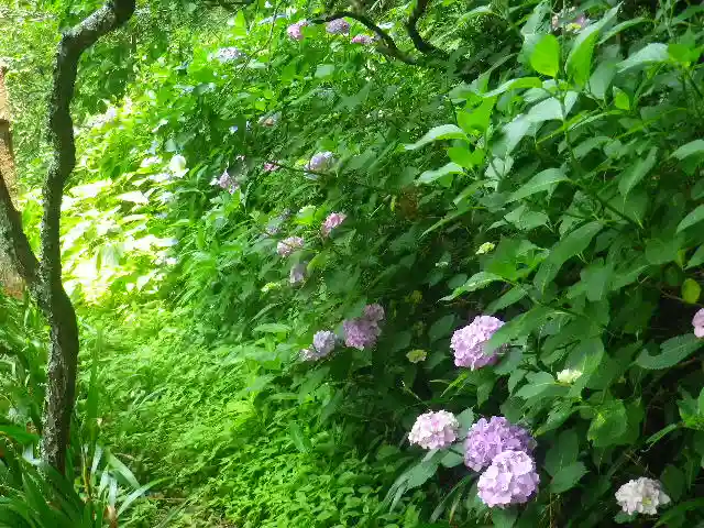 荏柄天神社の自然