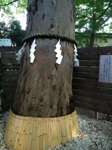 鎮守氷川神社の自然