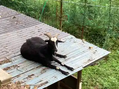 賀茂別雷神社の動物