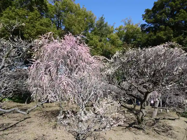 道明寺天満宮の自然