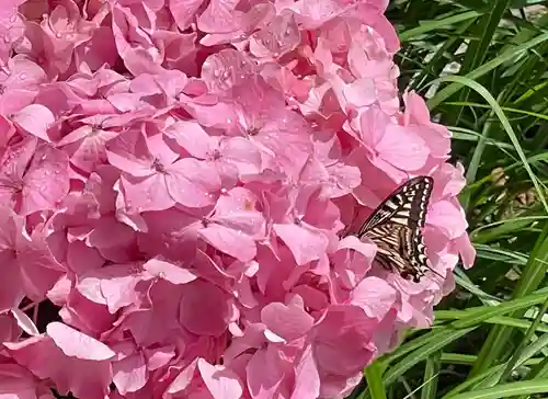 伊勢の国 四天王寺の自然
