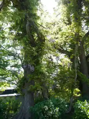 玉敷神社(埼玉県)