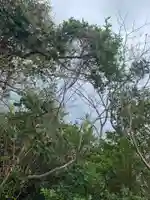 杵崎神社の自然