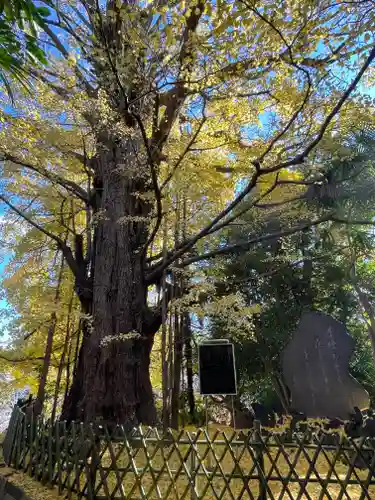 王子神社(東京都)