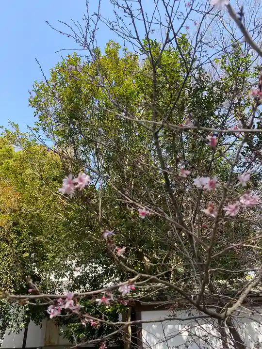 平野神社の自然