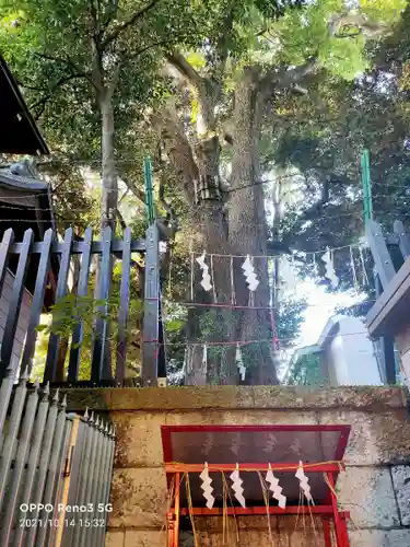 太子堂八幡神社の自然