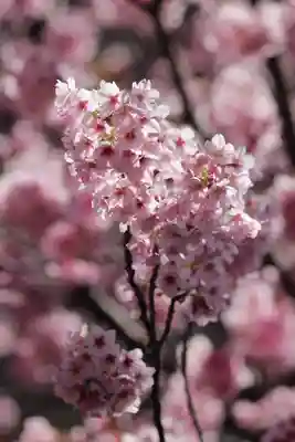 蔵前神社(東京都)