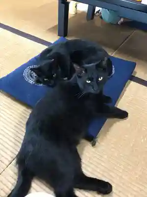 治寶山 浄泉寺の動物