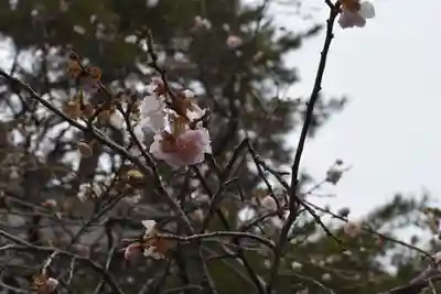 長浜八幡宮の自然