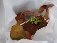 極楽山 浄土寺の自然