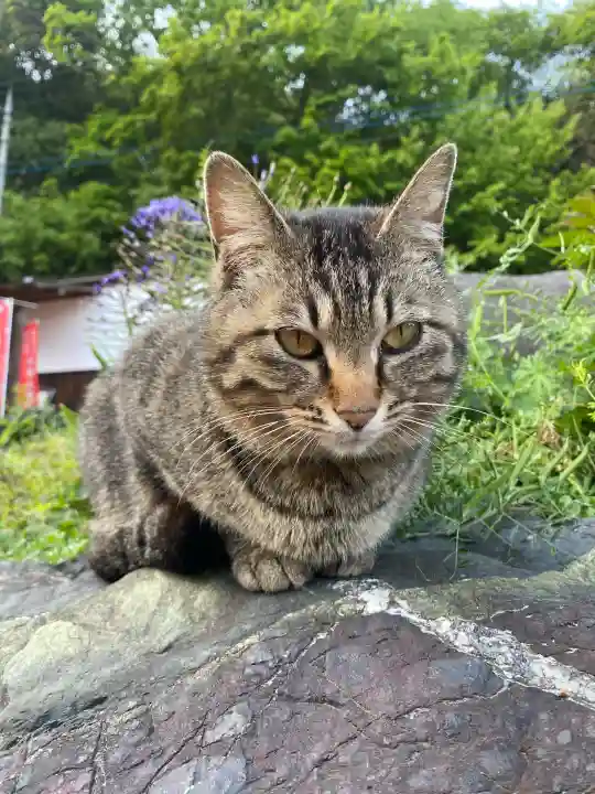 鳳仙寺の{uncategorized: "未分類", other: "その他", undefined: "問題あり", building: "その他建物", grave: "お墓", sacred_gate: "鳥居", guardian: "狛犬", statue: "像", buddha: "仏像", history: "歴史", nature: "自然", garden: "庭園", animal: "動物", pagoda: "塔", temizu: "手水舎", mountain_gate: "山門・神門", sanctuary: "本殿・本堂", subordinate: "末社・摂社", art: "芸術", scenery: "景色", jizo: "地蔵", ema: "絵馬", goshuin: "御朱印", omikuji: "おみくじ", items: "授与品その他", amulet: "お守り", goshuincho: "御朱印帳", eats: "食事", festival: "お祭り", votive_dance: "神楽", shichigosan: "七五三参", wedding: "結婚式", experience: "体験その他", initially: "初詣", around: "周辺", anti_infection: "感染症対策"}
