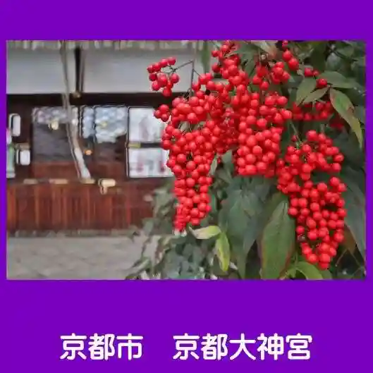 京都大神宮の自然