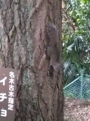 熊野神社(杉田・中原)(神奈川県)