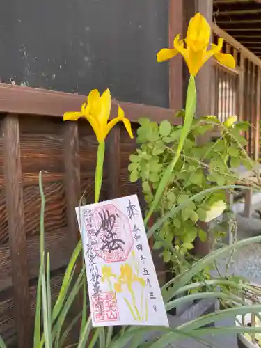 妙蓮寺の御朱印