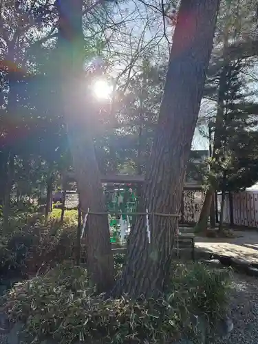 櫻木神社(千葉県)