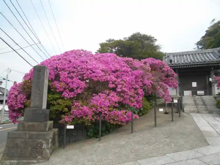 安養院 (田代寺)の山門・神門