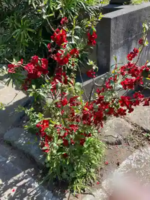 光照寺(神奈川県)