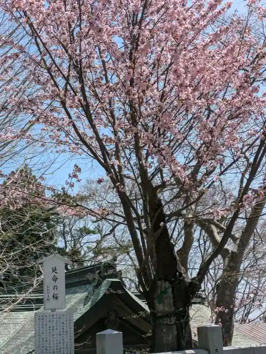 函館八幡宮の{uncategorized: "未分類", other: "その他", undefined: "問題あり", building: "その他建物", grave: "お墓", sacred_gate: "鳥居", guardian: "狛犬", statue: "像", buddha: "仏像", history: "歴史", nature: "自然", garden: "庭園", animal: "動物", pagoda: "塔", temizu: "手水舎", mountain_gate: "山門・神門", sanctuary: "本殿・本堂", subordinate: "末社・摂社", art: "芸術", scenery: "景色", jizo: "地蔵", ema: "絵馬", goshuin: "御朱印", omikuji: "おみくじ", items: "授与品その他", amulet: "お守り", goshuincho: "御朱印帳", eats: "食事", festival: "お祭り", votive_dance: "神楽", shichigosan: "七五三参", wedding: "結婚式", experience: "体験その他", initially: "初詣", around: "周辺", anti_infection: "感染症対策"}