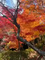 鎮國寺の自然