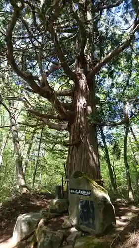 戸隠神社火之御子社の自然