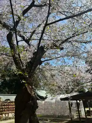 駒形神社の{uncategorized: "未分類", other: "その他", undefined: "問題あり", building: "その他建物", grave: "お墓", sacred_gate: "鳥居", guardian: "狛犬", statue: "像", buddha: "仏像", history: "歴史", nature: "自然", garden: "庭園", animal: "動物", pagoda: "塔", temizu: "手水舎", mountain_gate: "山門・神門", sanctuary: "本殿・本堂", subordinate: "末社・摂社", art: "芸術", scenery: "景色", jizo: "地蔵", ema: "絵馬", goshuin: "御朱印", omikuji: "おみくじ", items: "授与品その他", amulet: "お守り", goshuincho: "御朱印帳", eats: "食事", festival: "お祭り", votive_dance: "神楽", shichigosan: "七五三参", wedding: "結婚式", experience: "体験その他", initially: "初詣", around: "周辺", anti_infection: "感染症対策"}