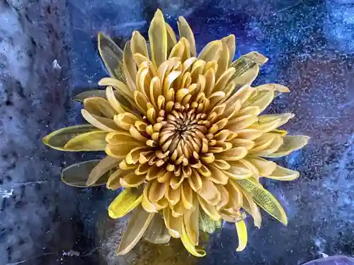 札幌諏訪神社の手水舎