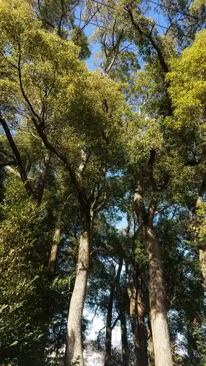 天神社(治郎丸東)の自然