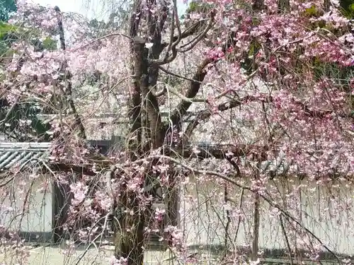 三宝院（三宝院門跡）(京都府)
