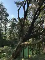 神社(名称不明)の自然