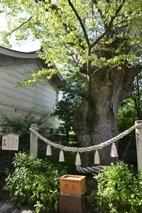 溝口神社(神奈川県)