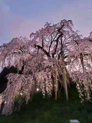 瀧桜神明宮(福島県)