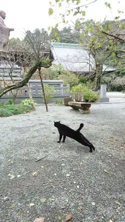 妙本寺の動物