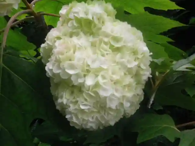 御霊神社の自然