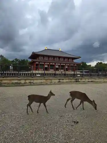 興福寺(奈良県)