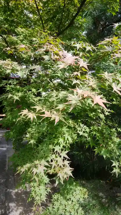 光明院(光明禅院)の自然